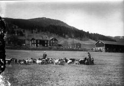 Gard, tømra bolighus, stabbur, fjøs/låve i stein/tømmer, gei