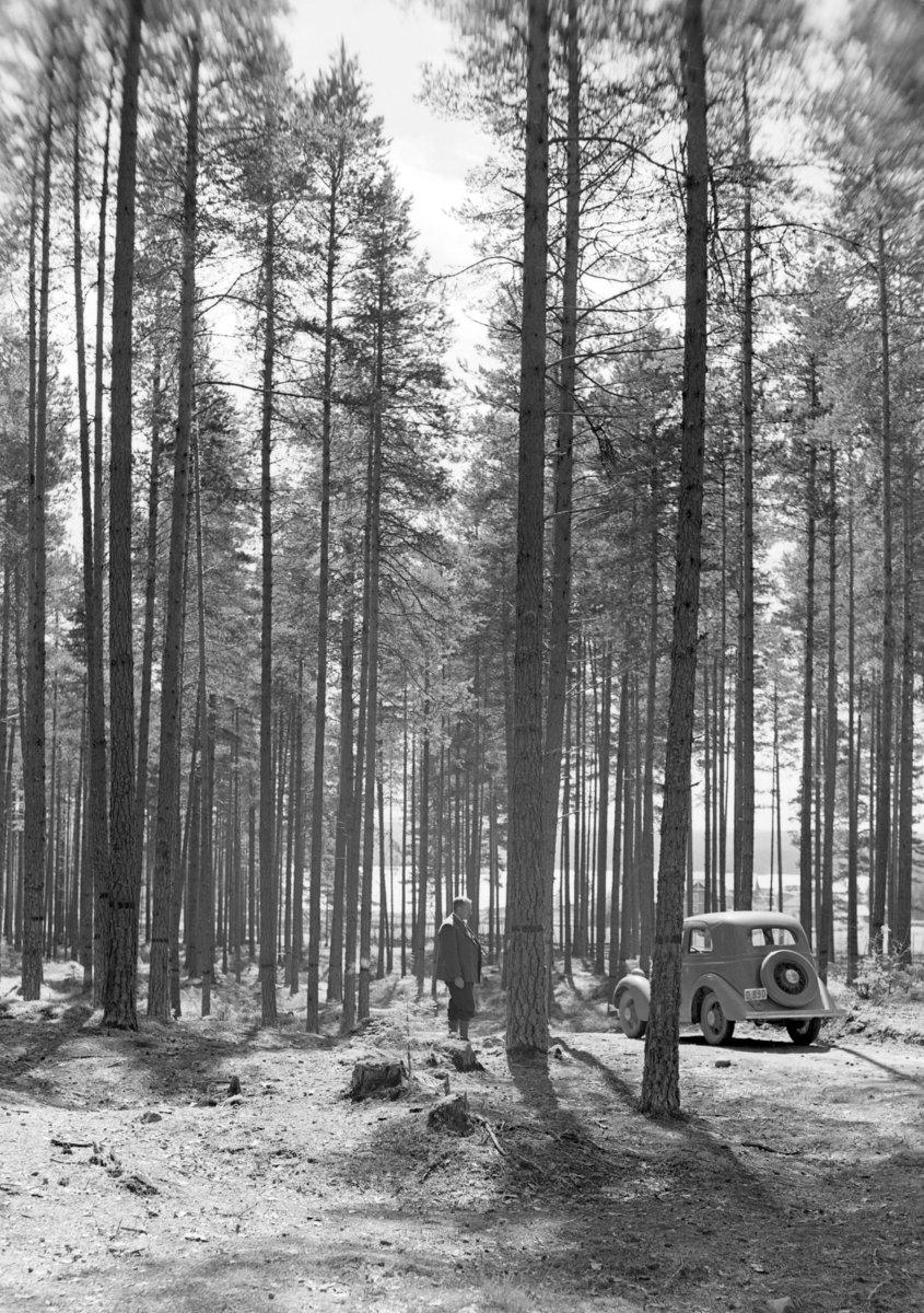 Løten Almenning,skogsbilveg, personbil D-890, ukjent mann. Furuskog i nærheten av Rokosjøsaga (?) Ford Junior de luxe 1935.