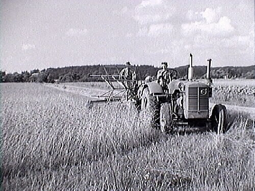 Skörd. Rune kör traktorn, modell Volvo T-43. På bild 2 och 3 kör Ingela Öberg