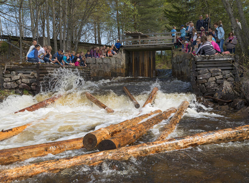 Skoleelever fløter tømmerstokker i elv. Tømmeret suser nedover elva ved hjelp av vannets krefter.