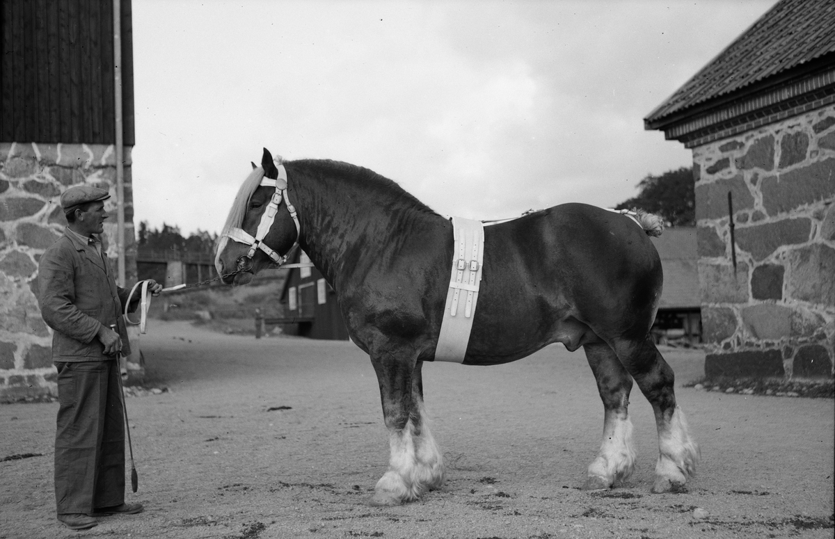 Man och häst, Uppland, sannolikt 1940-tal