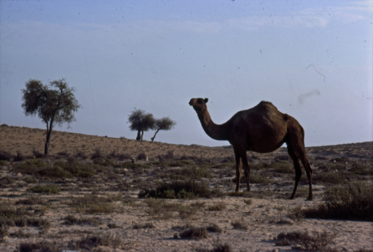 Kamel i åpent landskap.