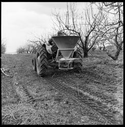 Gjødsling av frukthage.