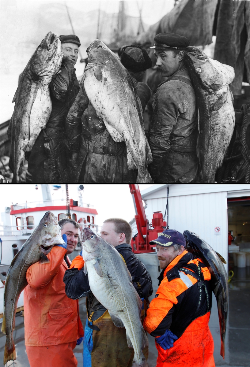 Refotografering. Tre torsker. Torskefiskere med dagens fangst, Ballstad, Lofoten, Vesterøy. Fotografert 1910 og 2015.