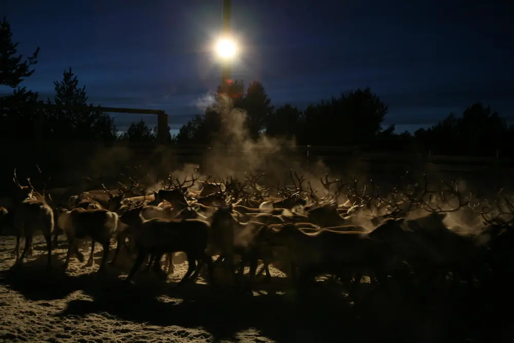 Rein i reingjerdet i Svahken Sijte om i mørket