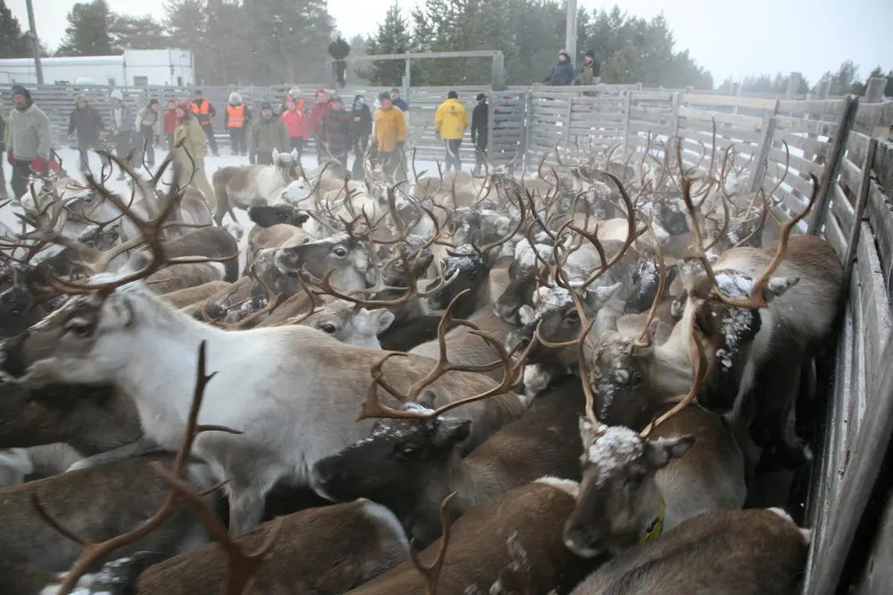 Rein i reingjerdet i Svahken Sijte