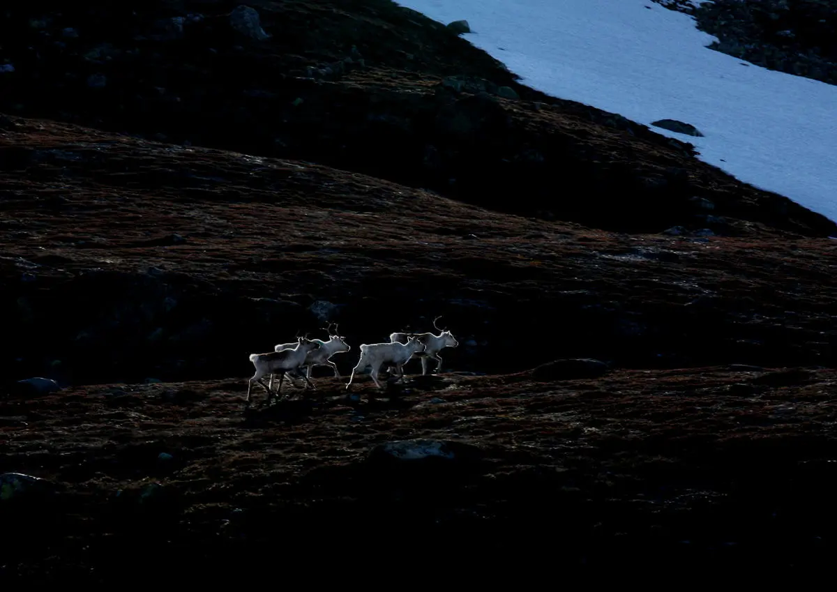 Rein som går i fjellet