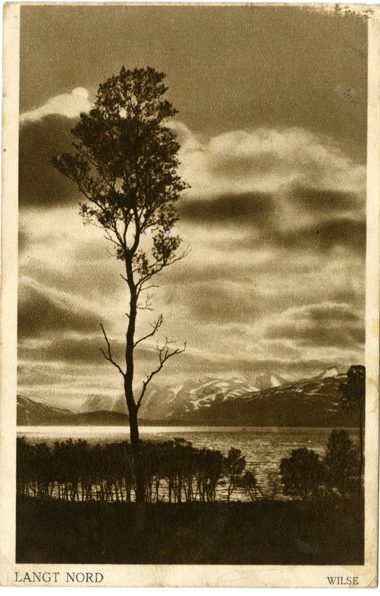 Postkort. Landskap med et tre, fjell og hav.