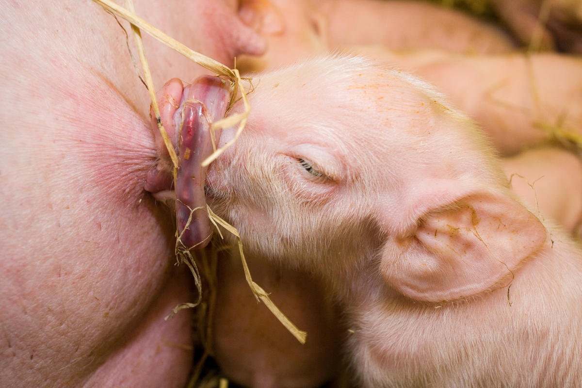 Nyfødt grisunge med rest av navlestreng rundt snuten suger på purkas spene
