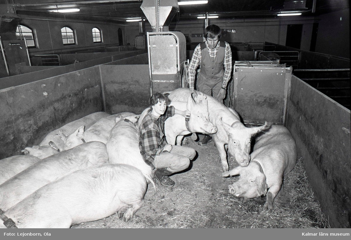 Grisar hos grisuppfödare för SCAN, KLS.