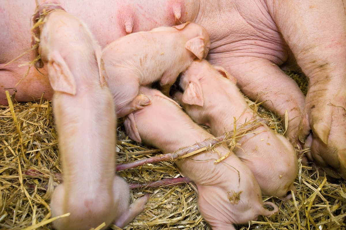 Nyfødte grisunger leter etter og suger på purkas spener