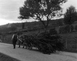 Foto av en hest og kjerre langs en landevei, muligens fra Ei