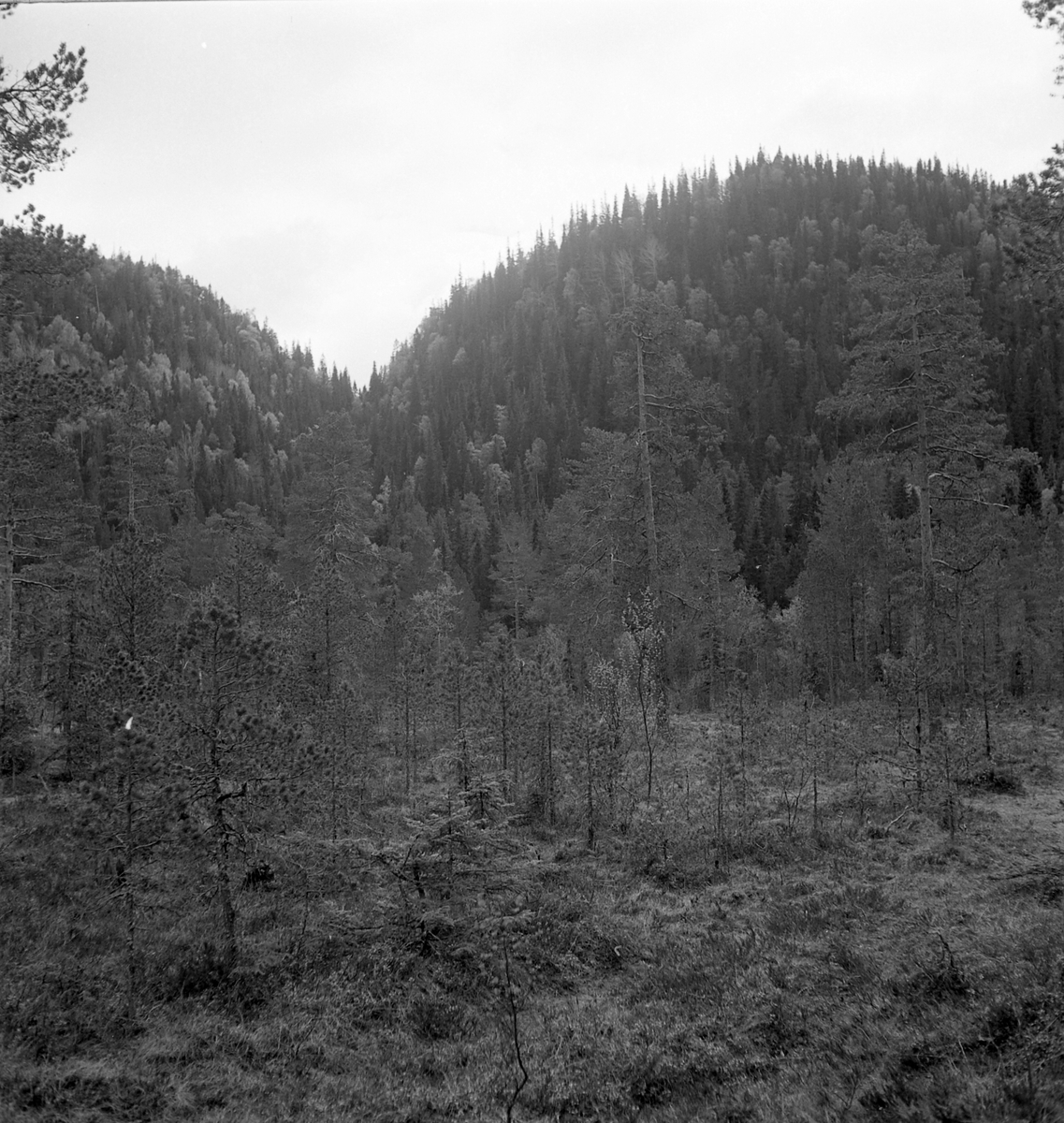 Nygårdsvollen ved Hommelvik