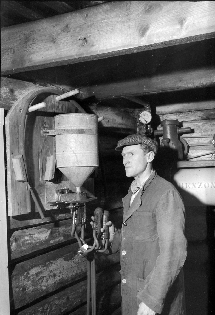 Kyr melkes med melkemaskin