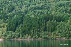 Skog ved Svora, på nordøstsida av fjellet Blåhornet, ved Nor