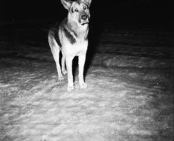 Vardens arkiv. "Schäfer hund"  15.01.1954