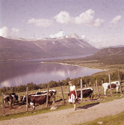 Ved Gjevilvatnet, Trollheimen