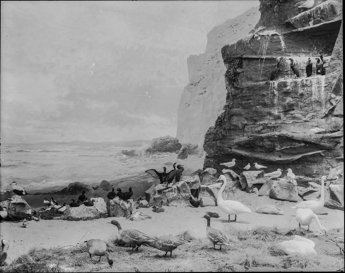 Diorama från Biologiska museets utställning om nordiskt djurliv i havs-, bergs- och skogsmiljö. Fotografi från omkring år 1900.
Biologiska museets utsällning
Svan
Sångsvan
Cygnus Cygnus (Linnaeus)
Skarv
Storskarv
Phalacrocorax Carbo (Linnaeus)