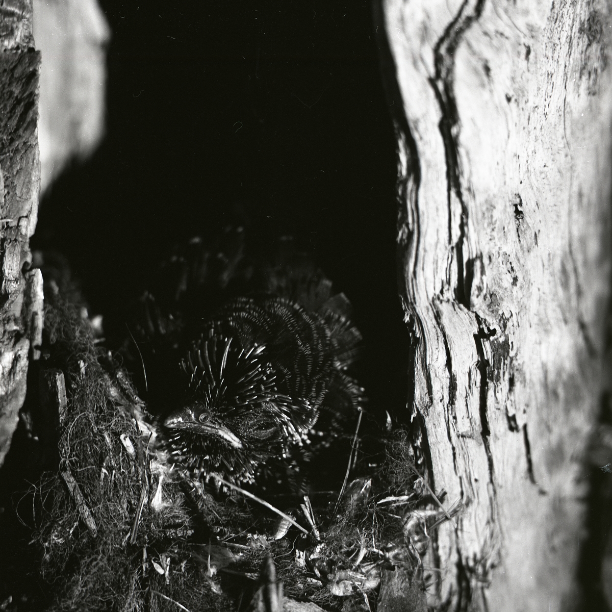 Gökungen i fågelboet betraktar kameran med halvöppet öga och stängd näbb som om den halvsov. Den duniga fjäderdräkten ser nästan svart ut i det dunka fågelboet inuti trädet.