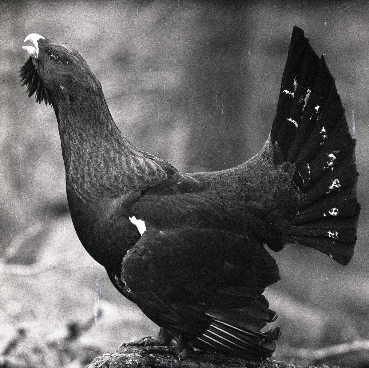 Högrest och stolt spelar en tjädertupp i Vallsta 1959. Fågeln står på en sten och visar upp sin vackra fjäderdräkt.