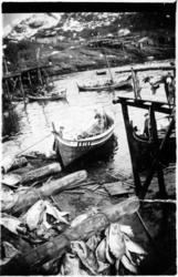 Gildeskålfolk på Lofotfiske med åtring.