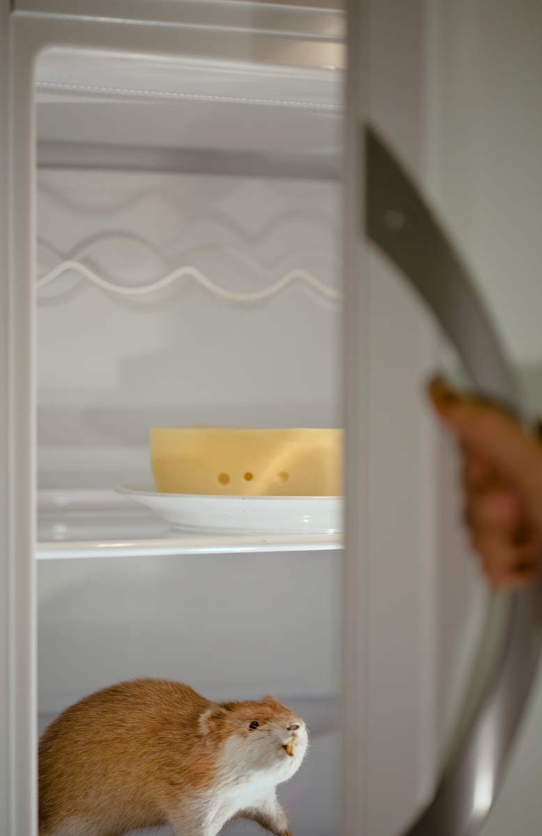 Bild till utställningen 100 innovationer föreställande innovationen "kylskåpet".
Uppstoppad bisamråtta i kylskåpet på Fotoavdelningen på Tekniska museet. Tillsammans med en Grevé-ost.
Bisamråttan är lånad från Anders Lindberg-Lindvret.