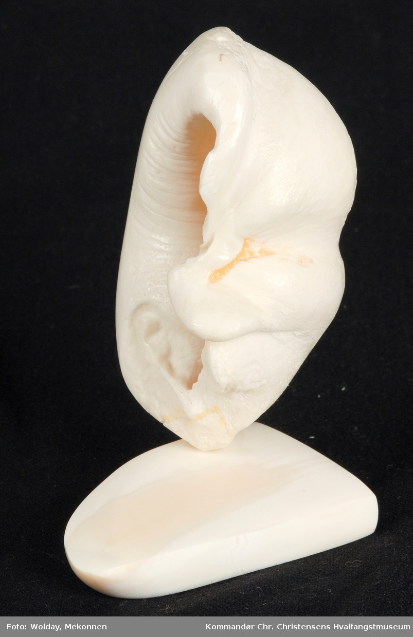 Hvaløreknokkel fra blåhval. Spermhvaltann (sokkel).