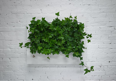 Veggramme med grønne planter, designet av polske Florabo (Foto/Photo)