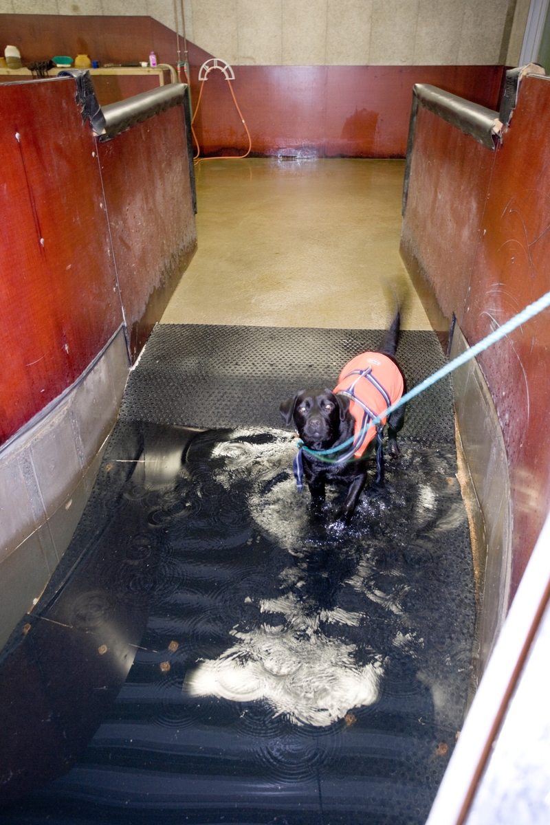 Svømme- og rehabiliteringssenter for hest. Hund svømmer i basseng.