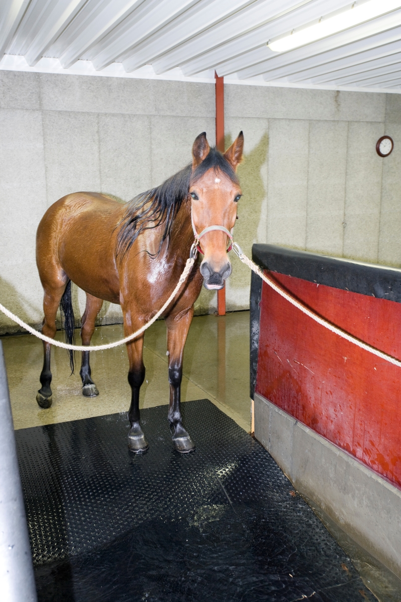 Svømme- og rehabiliteringssenter for hest. Hest venter før svømmeturen i svømmebassenget.