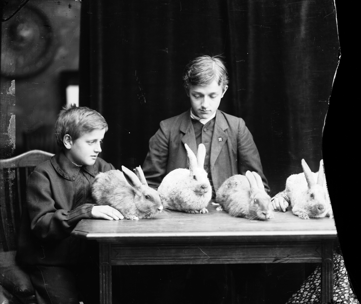 Okända pojkar med sina kaniner
