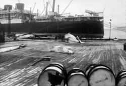 Foto fra Grytviken i Sør-Georgia, og fra en norsk hvalstasjo