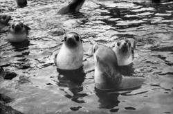 Foto fra Grytviken i Sør-Georgia, og fra en norsk hvalstasjo