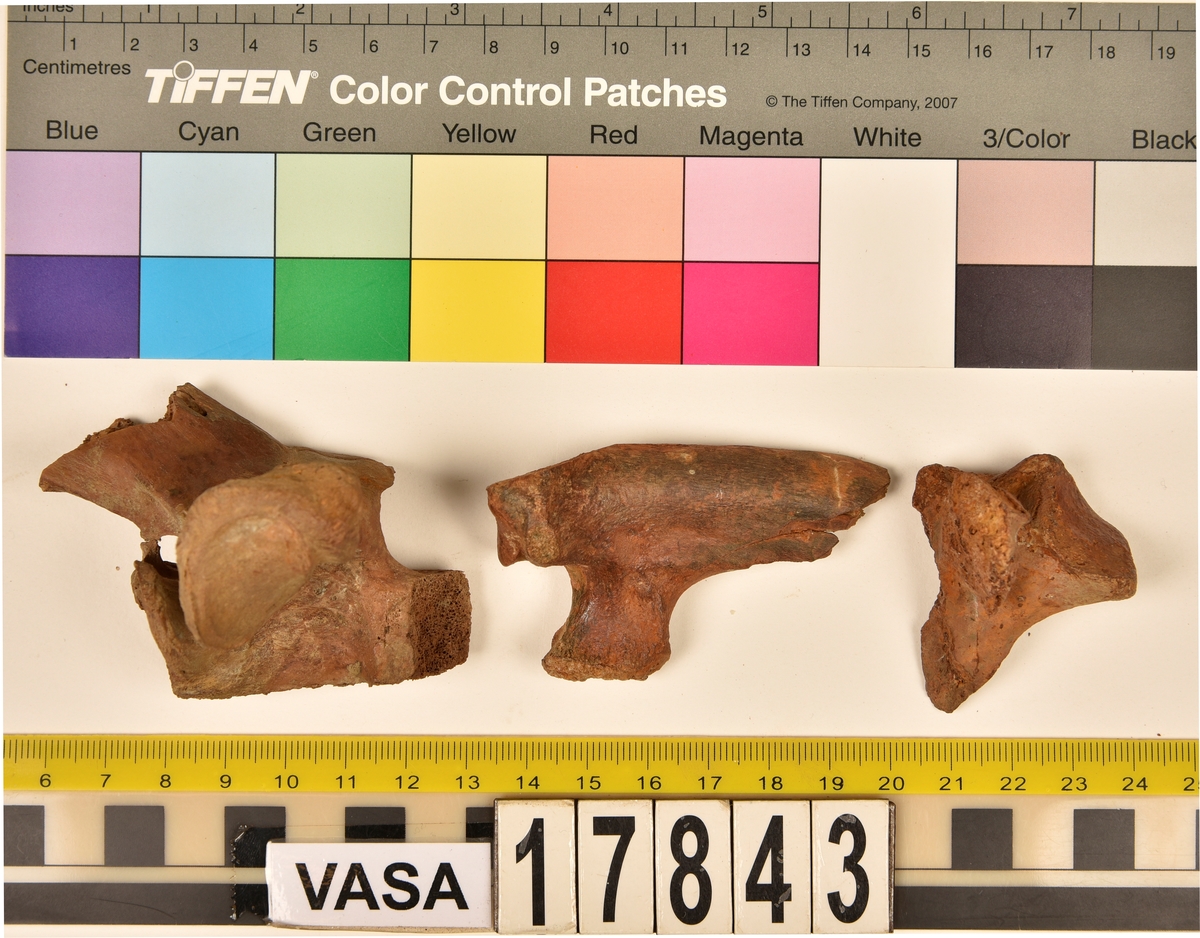 Ben från nötkreatur (Bos taurus).
1 st. övre del av revben (costae).
2 st. delar av bröstkota (vertebrae thoracale).