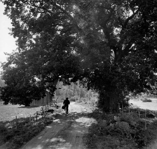En man cyklar i skuggan under en imponerande ek, ej långt från kyrkan i Skog. Antagligen jätten bland ekar i detta landskap?!