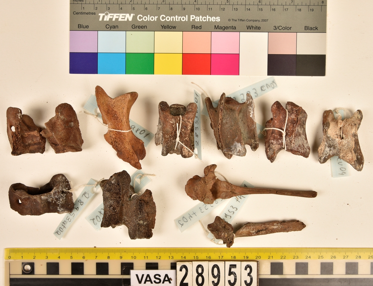 Ben från får/get (Ovis aries/Capra hircus).
2 st. första halskotan (atlas), (en av dem är i två delar).
2 st. delar av andra halskotan (epistropheus).
4 st. halskotor (vertebrae cervicale).
2 st. bröstkotor (vertebrae thoracale).
12 st. revben (costae).
2 st. skulderblad (scapula).
2 st. delar av bäckenben (pelvis).
1 st. överarmsben (humerus).
1 st. nedre ledyta av strålben (distal epifys av radius).
1 st. armbågsben (ulna).
4 st. skenben (tibia).
1 st. nedre ledyta av skenben (tibia).
2 st. hälben (calcaneus).
1 st. kanonben.
1 st. övre del av underkäken (proximal del av mandibula).