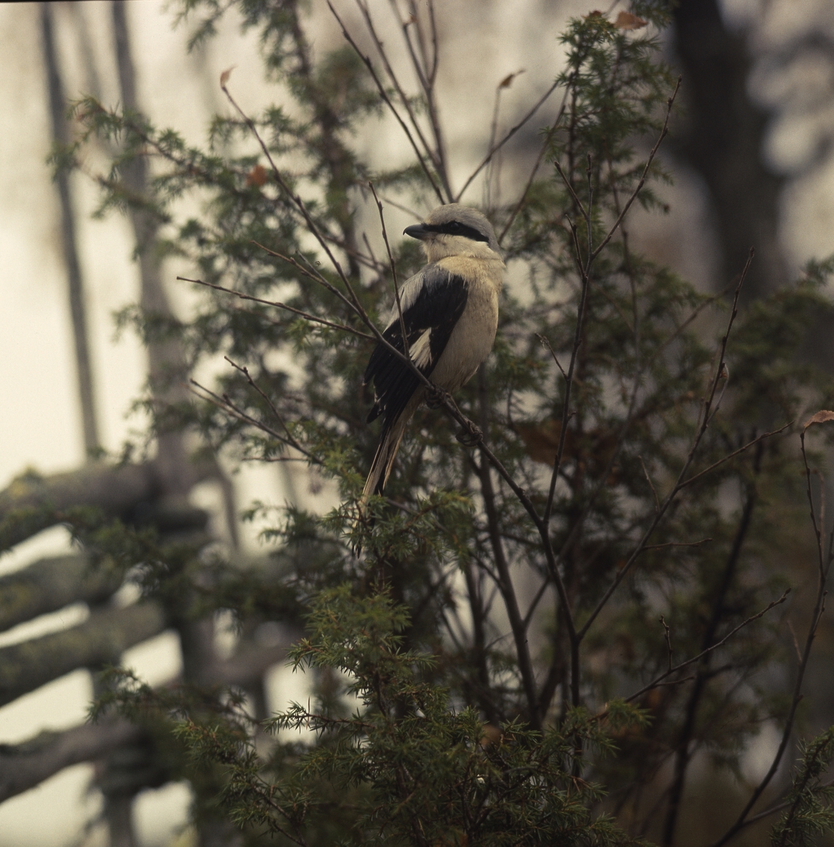 En varfågel sitter på en kvist framför en enbuske och gärdesgård.