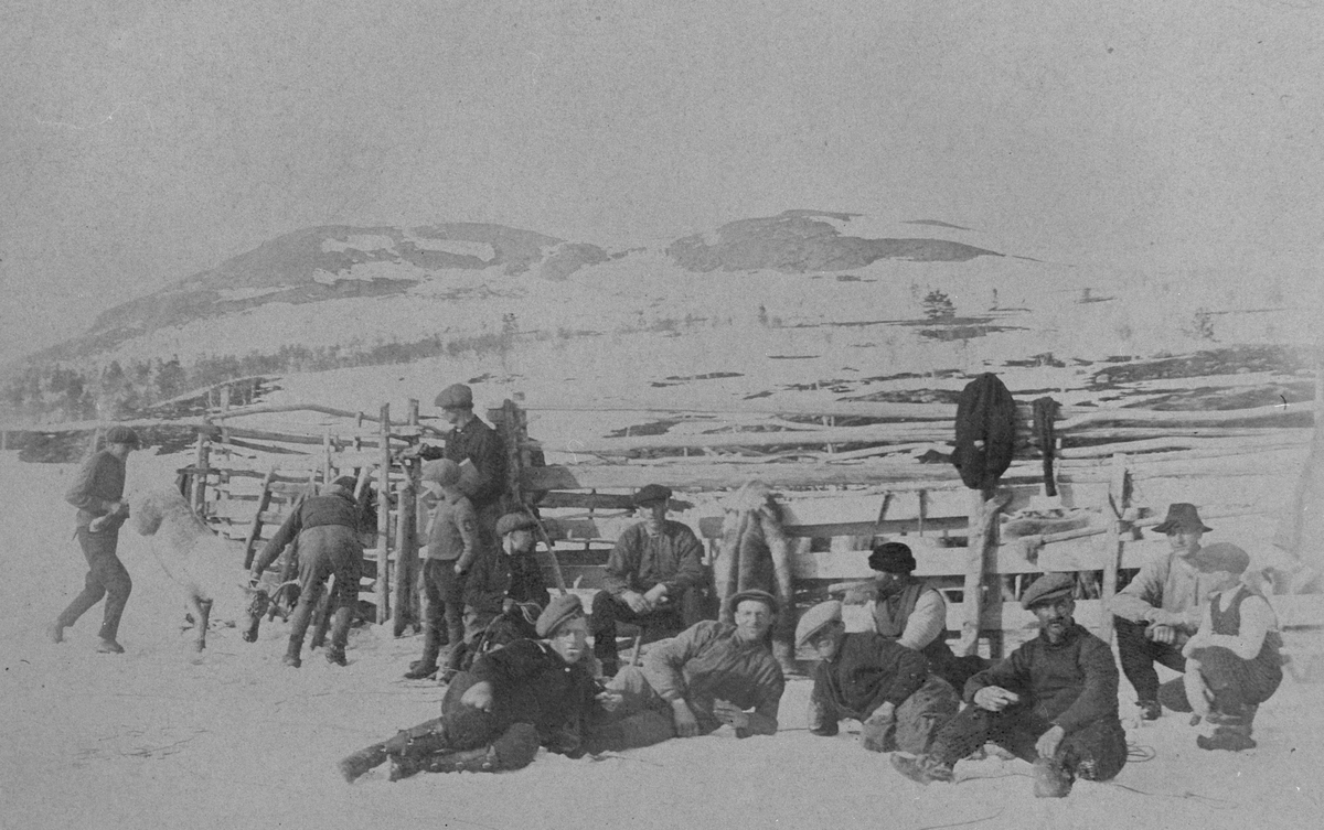 Arbeide ved reingjerde på Stormyra, Røros 1920