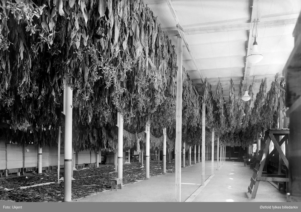 Tørking av tobakksblader i papirsal 1, Borregård fabrikker, Sarpsborg, 5. oktober 1944.