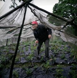 Alf Helgheim, Helgheim, 30. juni [Fotografi]