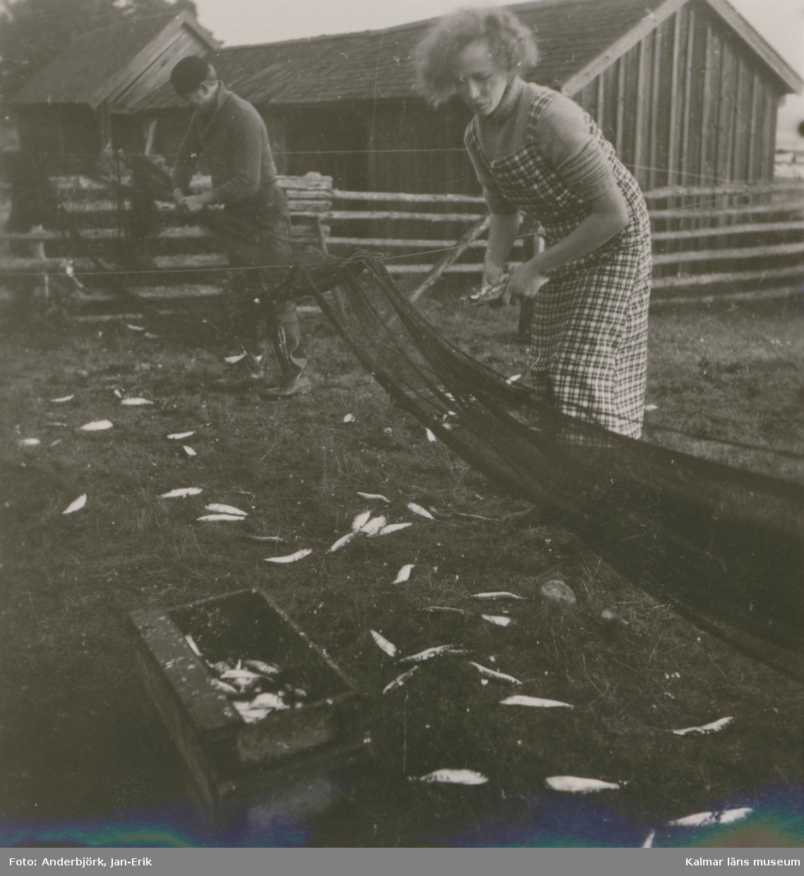 Fiskfångst vid ett fiskeläge i Svartvik.