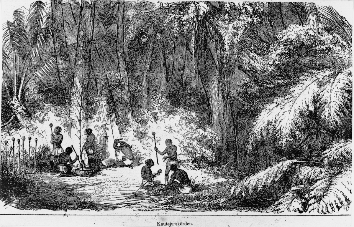 Kautsju-skörden. Ur Illustrerad Tidning 14 juni 1856