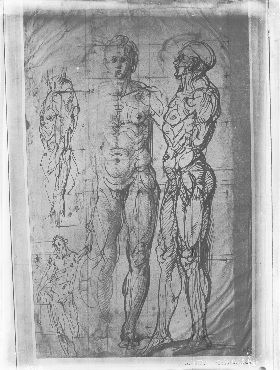 Anatomiska handteckningar av Michel Angelo. Originalet finns på National Museet.