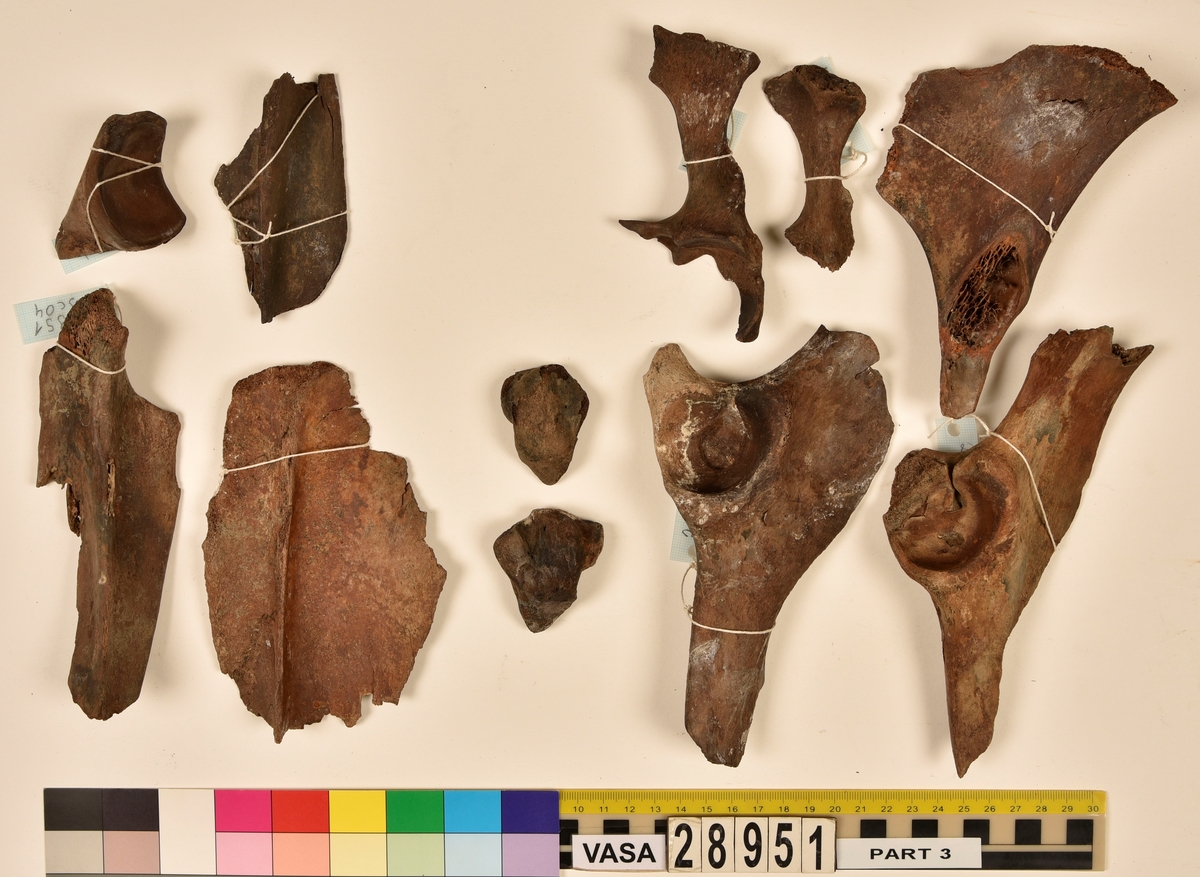 Ben från nötkreatur (Bos taurus) samt kronhjort (Cervus elaphus). 
2 st. första halskotan (atlas).
11 st. delar av första halskotan (atlas).
4 st. andra halsskotan (epistropheus).
24 st. halskotor (vertebrae cervicale) eller delar av.
25 st. bröstkotor (vertebrae thoracale) eller delar av.
19 st. ländkotor (vertebrae lumbale) eller delar av.
4 st. fragment av korskotor (vertebrae sacrale).
1 st. svanskota (coccygeum).
67 st. revben (costae) 
66 st. fragment av revben (costae).
4 st. delar av skulderblad (scapula).
5 st. delar av bäckenben (pelvis).
6 st. armbågsben (ulna).
5 st. strålben (radius).
2 st. nedre del av strålben (radius).
10 st. överarmsben (humerus).
15 st. del av skenben (tibia).
1 st. handrotsben 2 eller 3 (carpale 2 et 3).
1 st. handrotsben 4 (carpale 4).
2 st. handrotsben (ulnare).
3 st. handrotsben (lunate).
5 st. handrotsben (radiale).
1 st. fotrotsben (malleous fibulare).
5 st. fotrotsben (centrotarsale).
5 st. språngben (astragalus).
5 st. hälben (calcaneus).
2 st. del av hälben (tuber calcaneus).
5 st. överkäkar (maxilla).
6 st. underkäkar (mandibula).
6 st. delar av tungbensbågen (os hyoideum).
1 st. del av kranium (os occipitale).
1 st. del av klippben (petrosum/pars petrosa).
2 st. knäskålar (patella).
5 st. lårben (femur).
3 st. övre lårbensledytor (proximala femurepifyser).
3 st. nedre lårbensledytor (distala femurepifyser).

Förutom de revben som nämns i listan finns det ytterligare 43 revben i 28951 som möjligen/troligen inte kommer från nötkreatur.