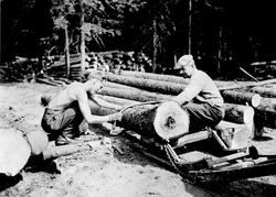 Saging av tømmer på Laugslet i Trøgstad. Skjærer ved rotende