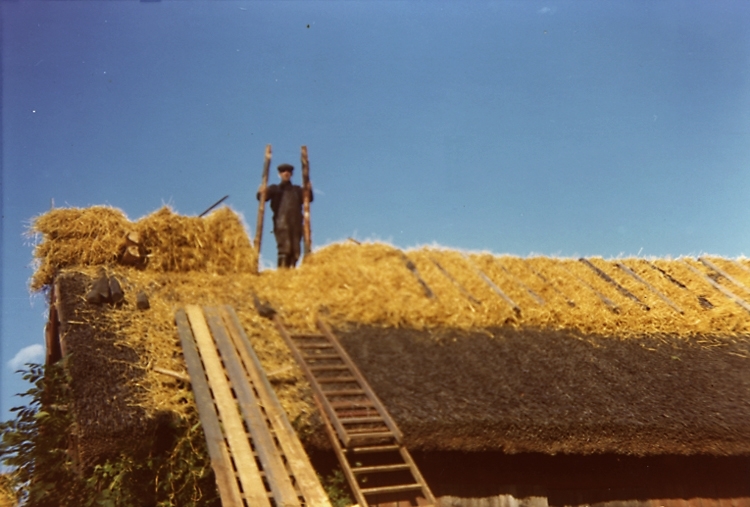 Läggning av vasstak på Heljesgårdens ladugård 1972.