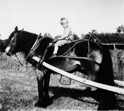 Gutt, hest, hesjer. Knut Persvingelen på hesteryggen