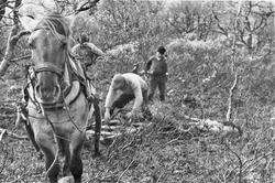 Hest, personer, naturforhold.