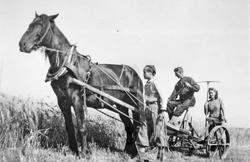 Skuronn, hest, personer, rive.