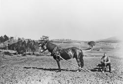 Hest, harv, person, naturforhold.